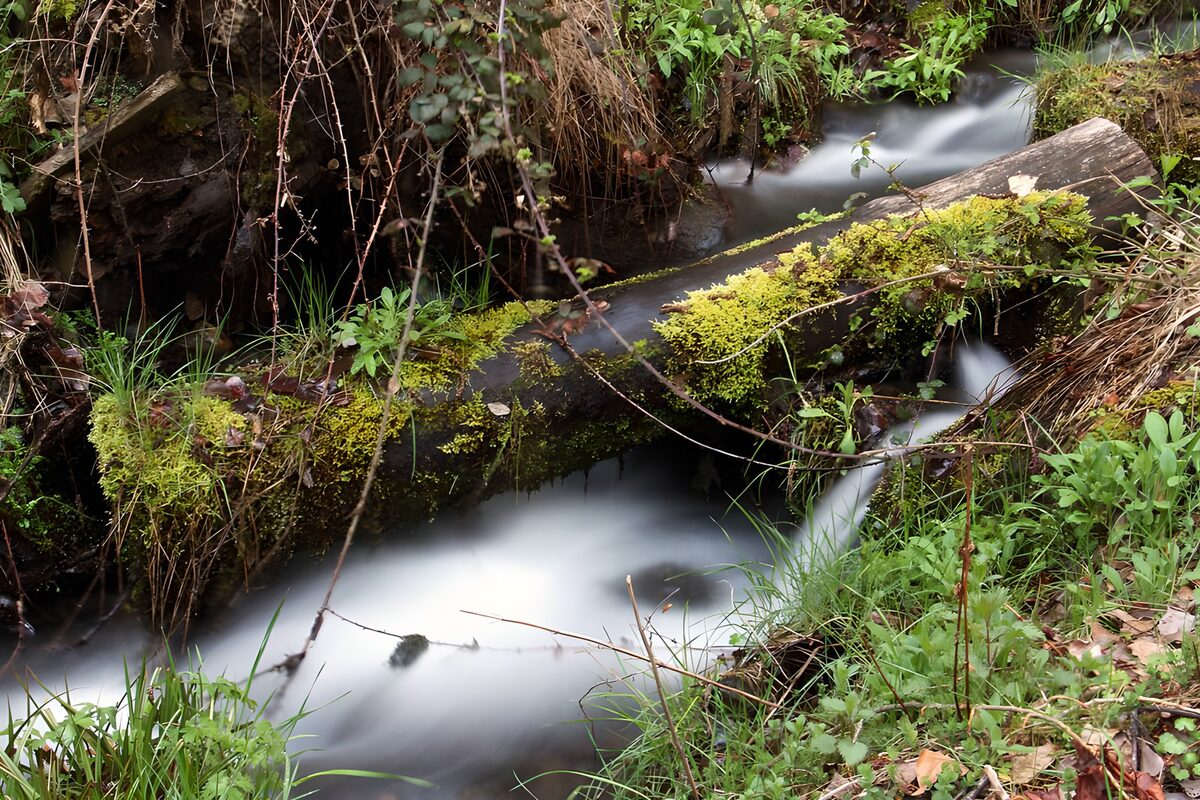 Rushing woodland stream beneath a mossy log