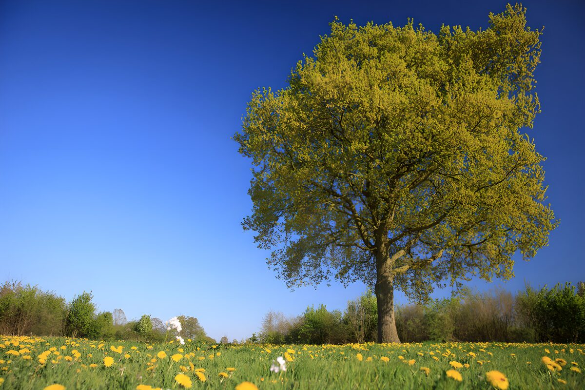 Spring tree in a dandelion meadow