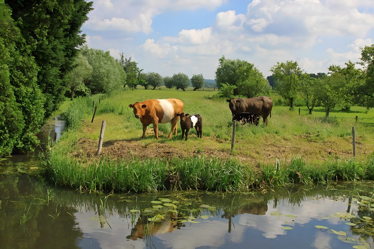 Cows and calves beside still water