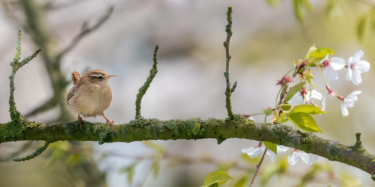 Brown wren beside white spring blossom