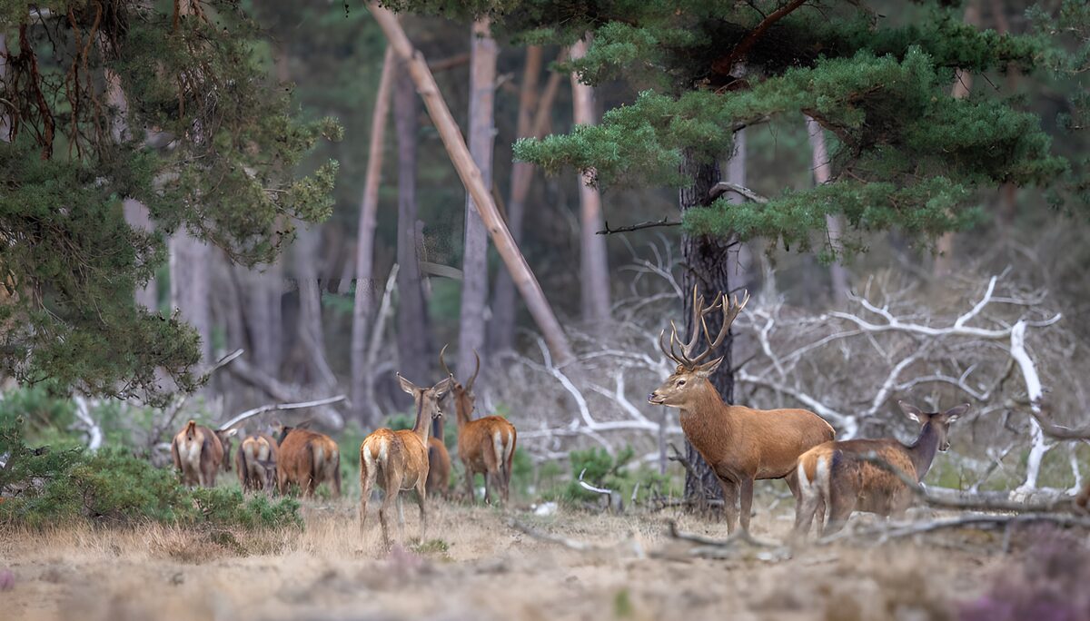 Red deer herd in the quiet pines
