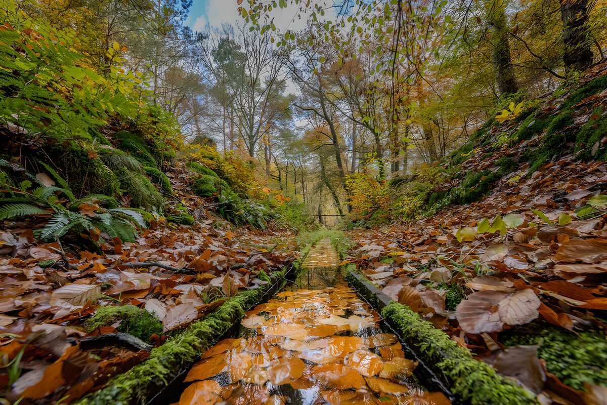 Quiet woodland channel in autumn