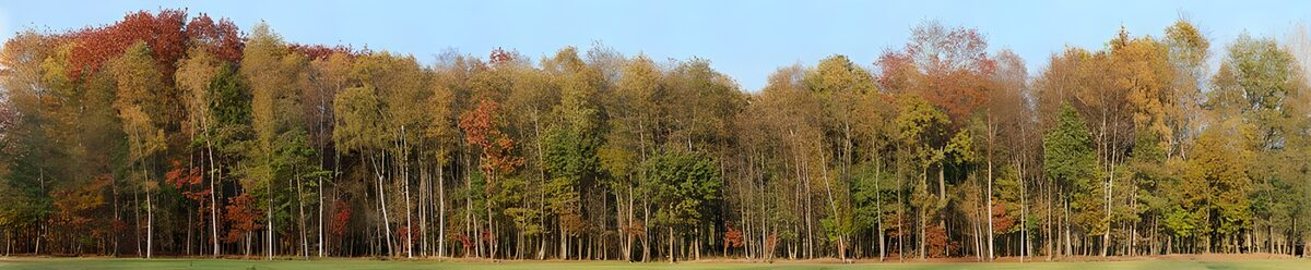 A quiet panorama of autumn trees