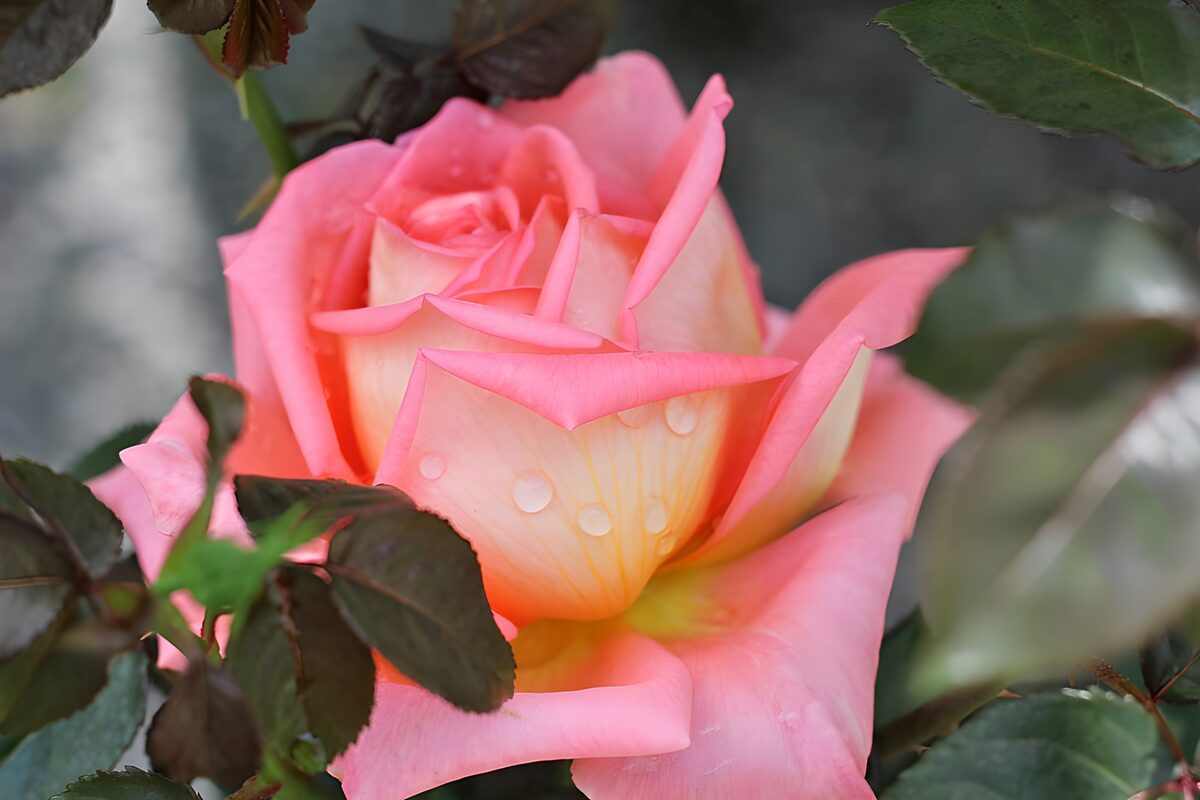 Pink rose with a warm yellow heart