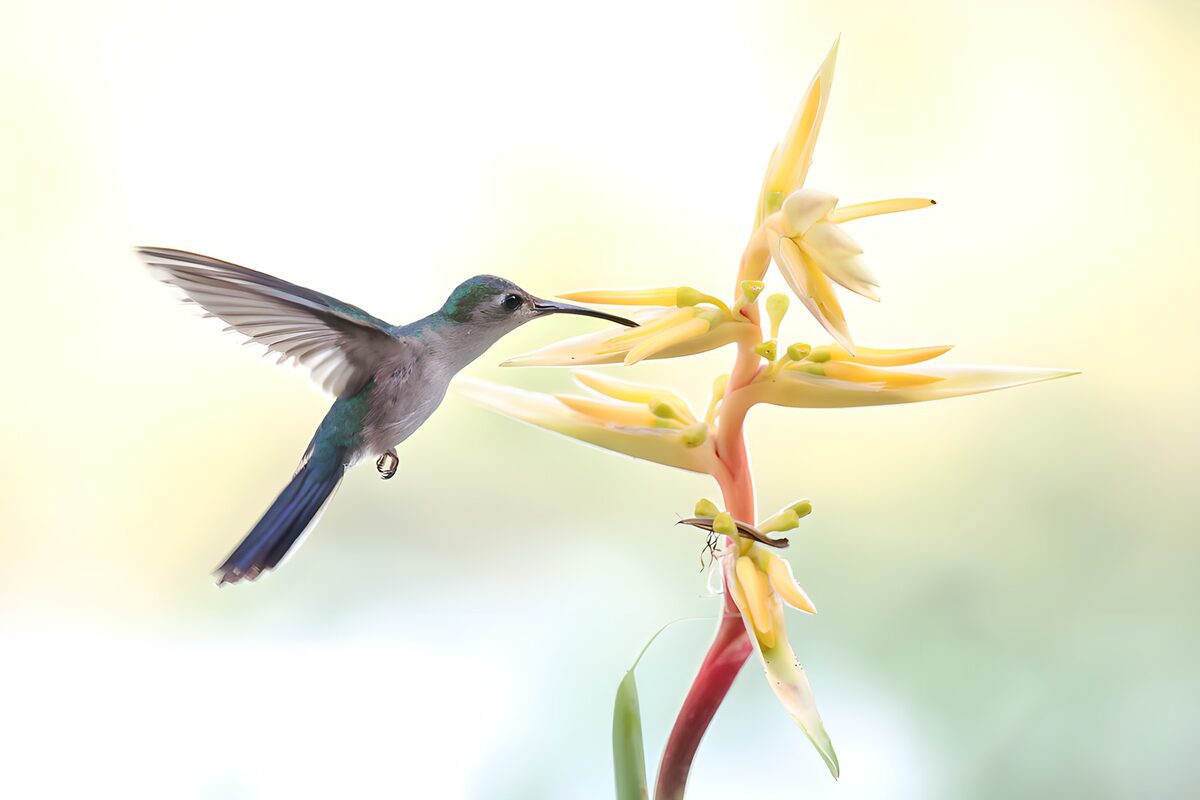 Hummingbird by flowers in soft light