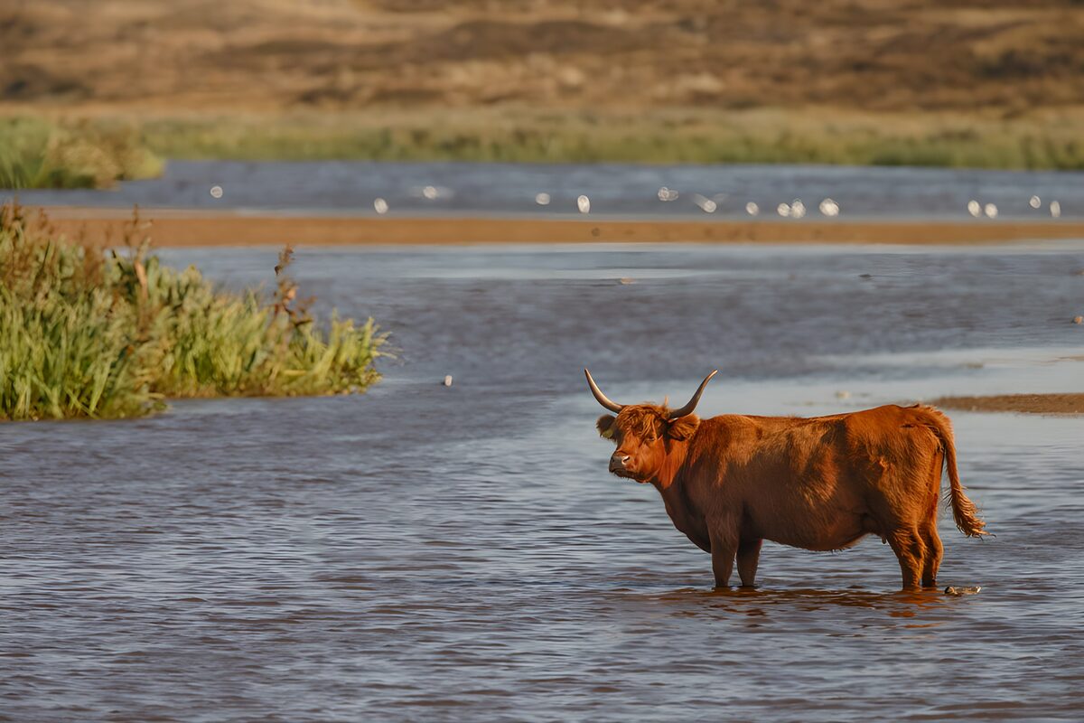 Highland cow wading in quiet water