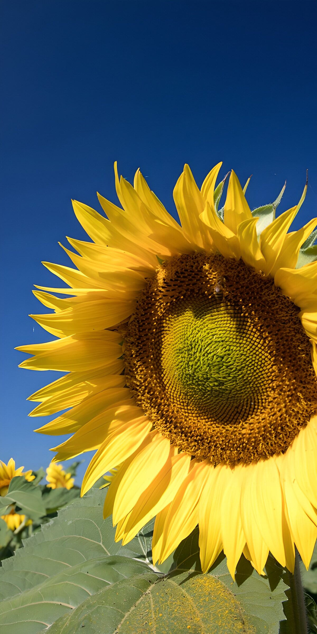 Sunflower beneath a deep blue sky