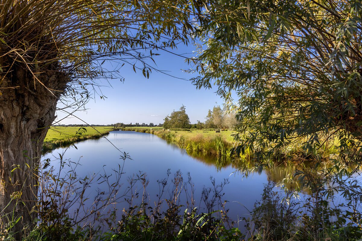 Willow shade beside still blue water