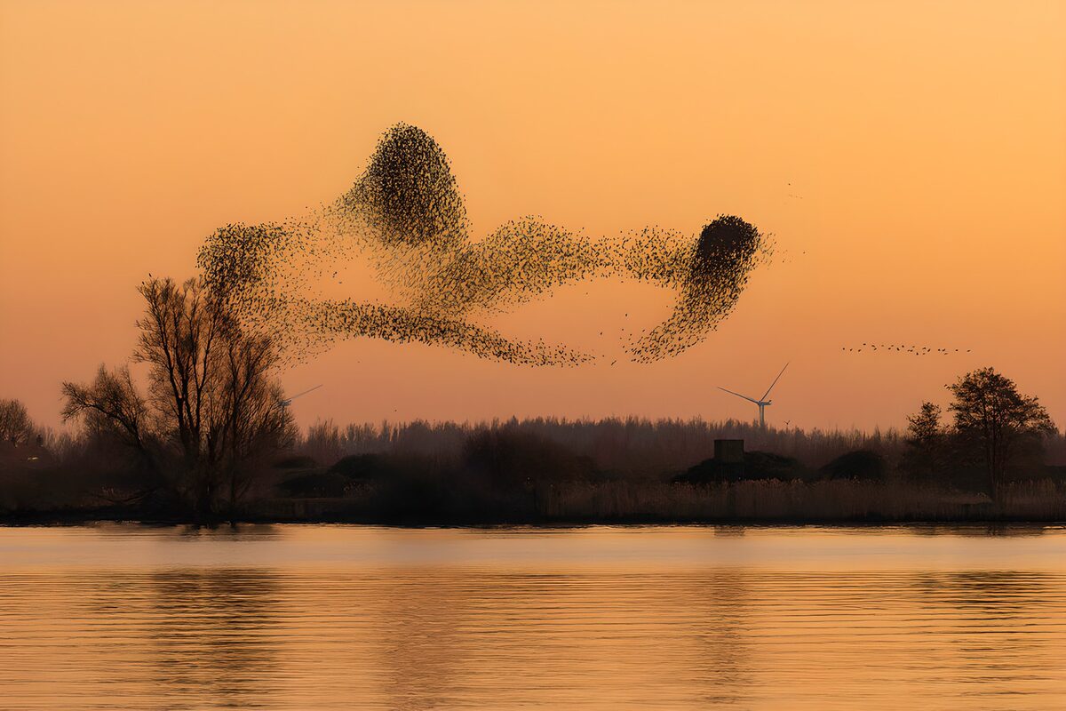 Birds flocking over amber waters