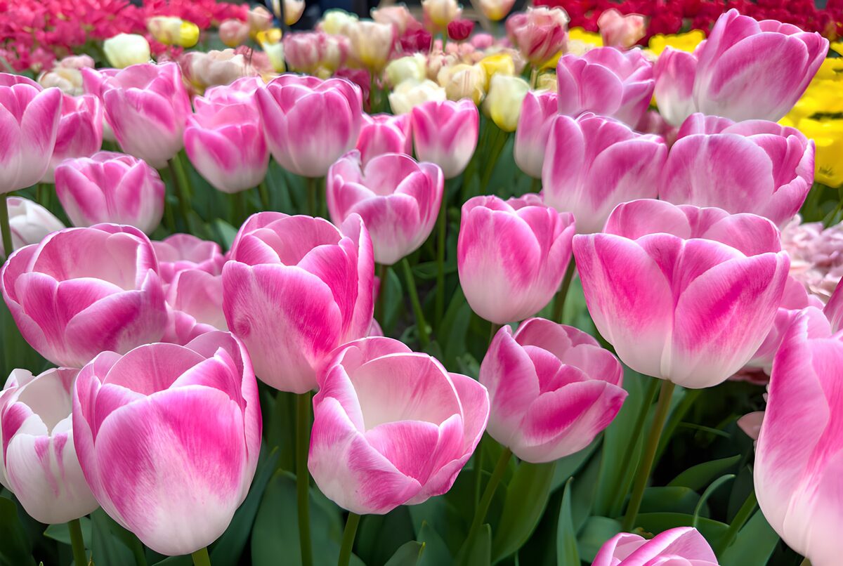 Sunlit pink and white tulips