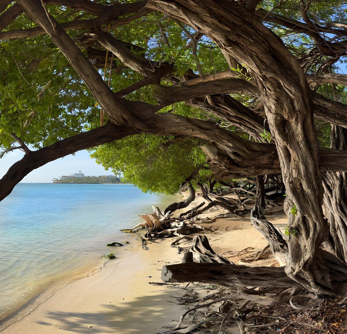 Twisting trees above a sheltered beach