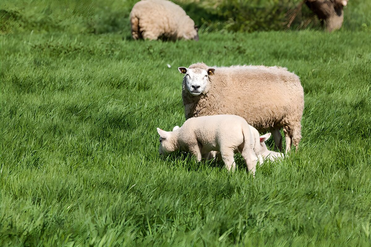 Sheep and two lambs in sunlit grass