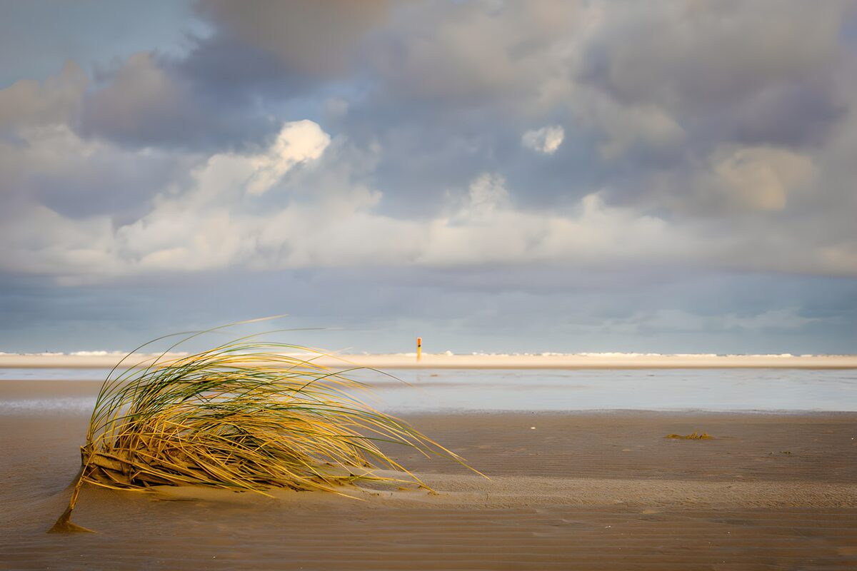 Beach grass under a brooding sky