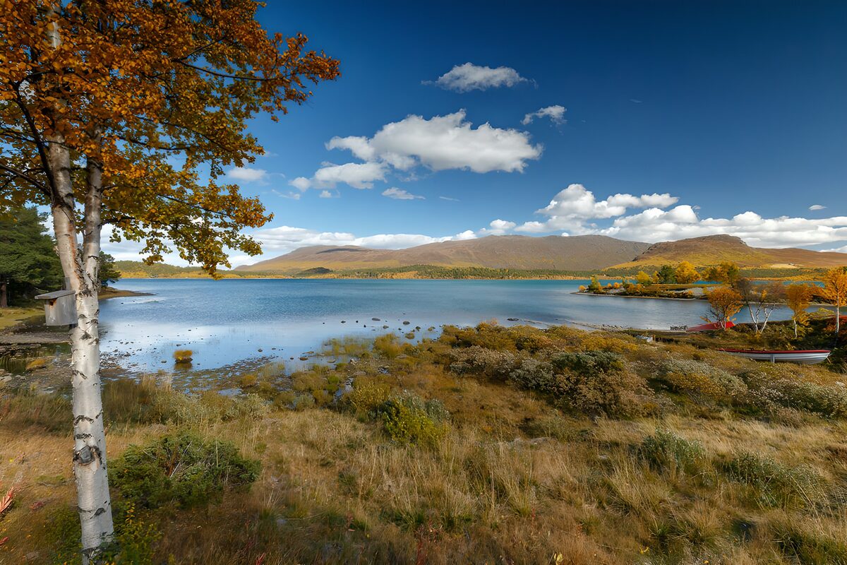 Autumn birch beside a blue lake