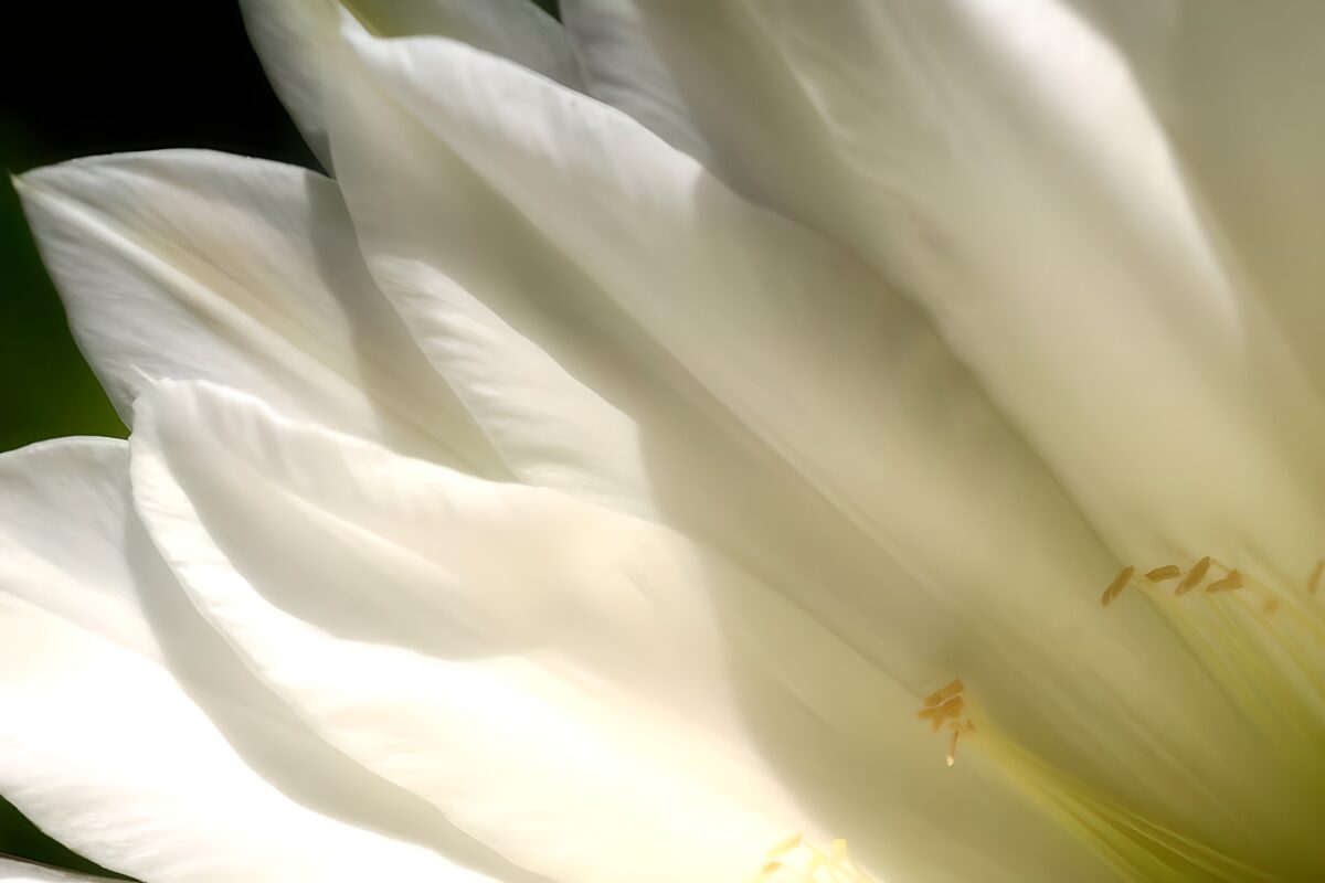 White flower in soft light