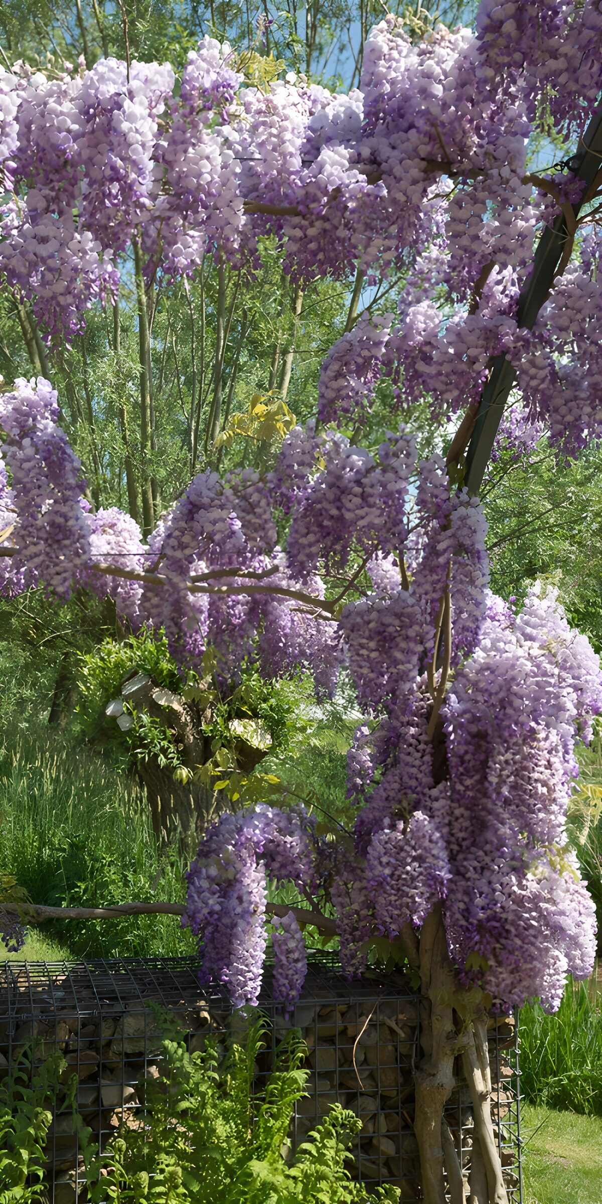 Sunlit wisteria in full bloom