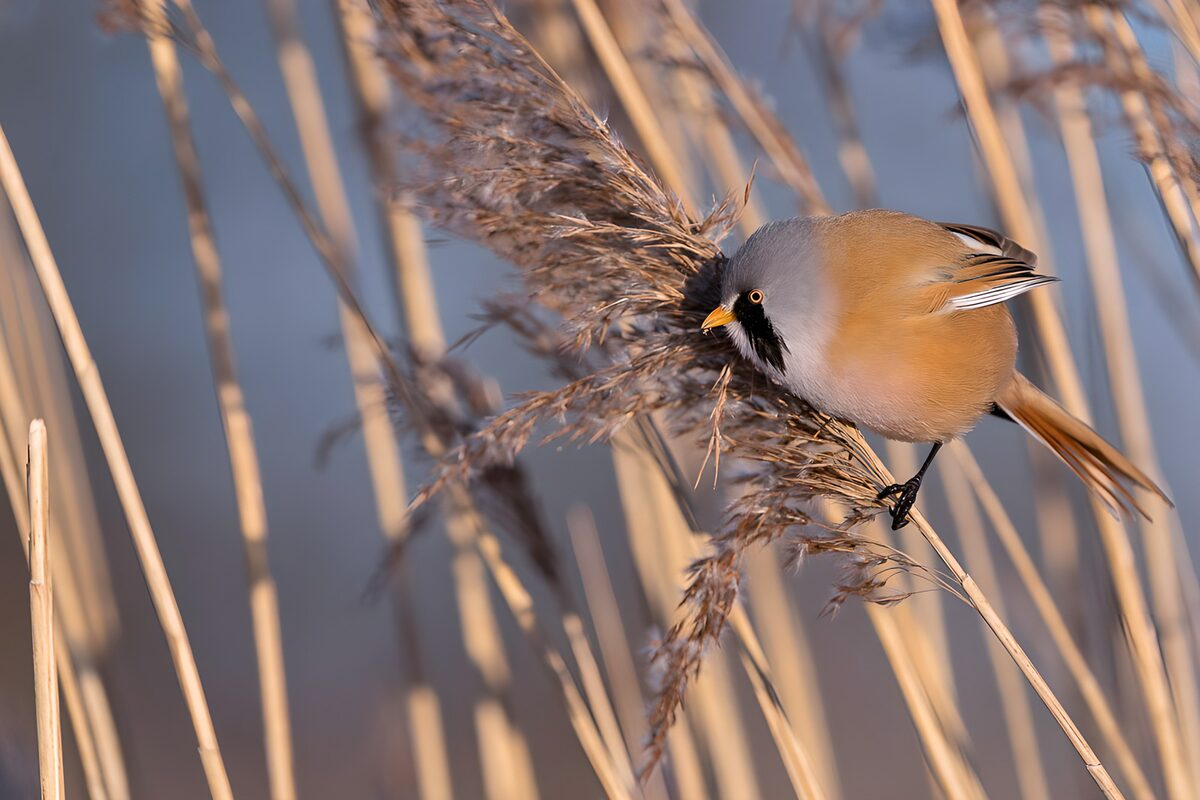 Bearded reedling on a sunlit stem