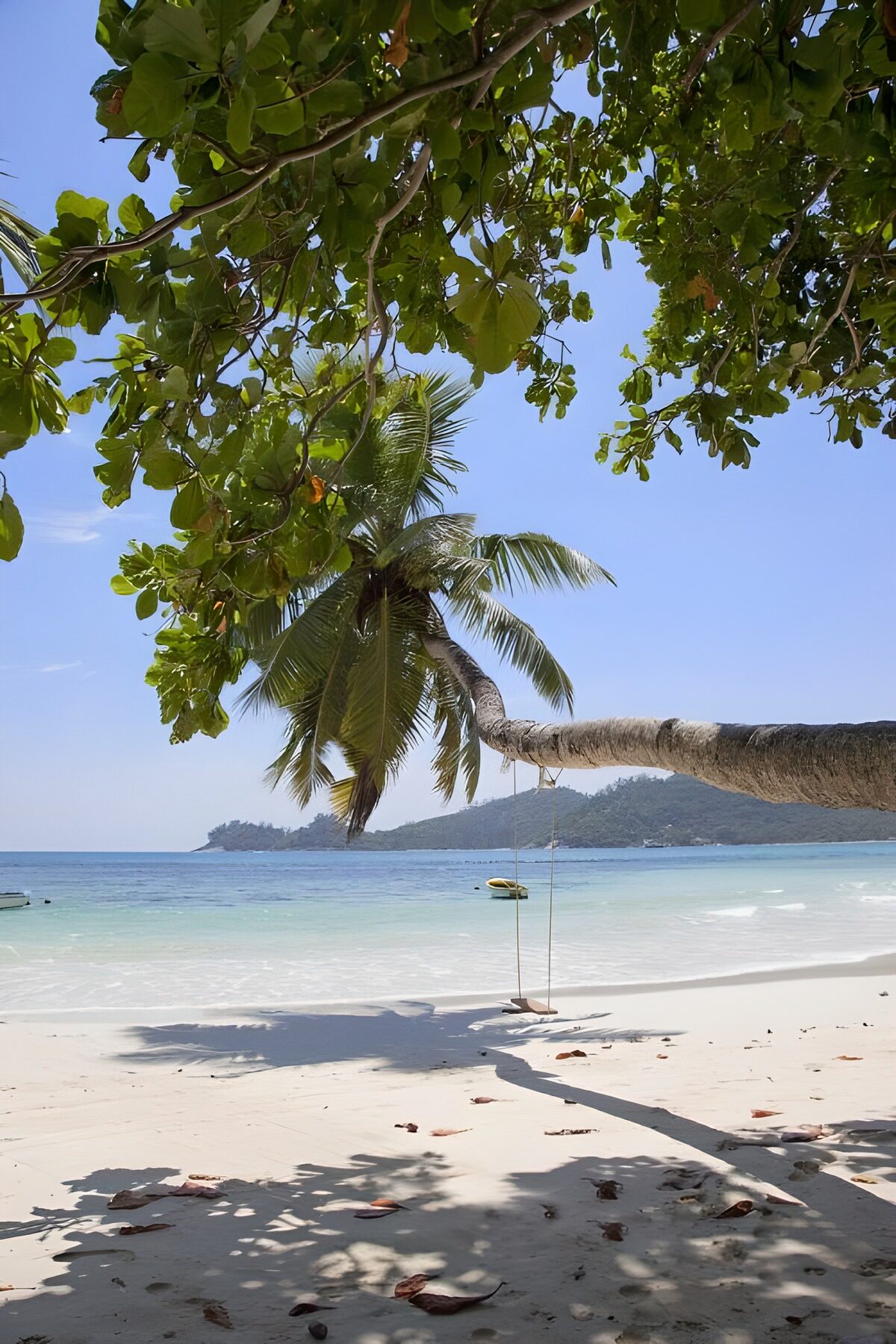 Beach swing beneath a leaning palm
