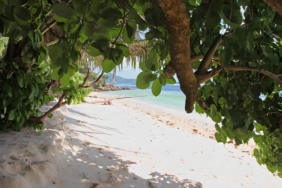 Tropical beach in dappled shade