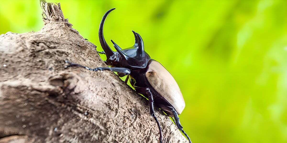 Horned beetle on sunlit bark