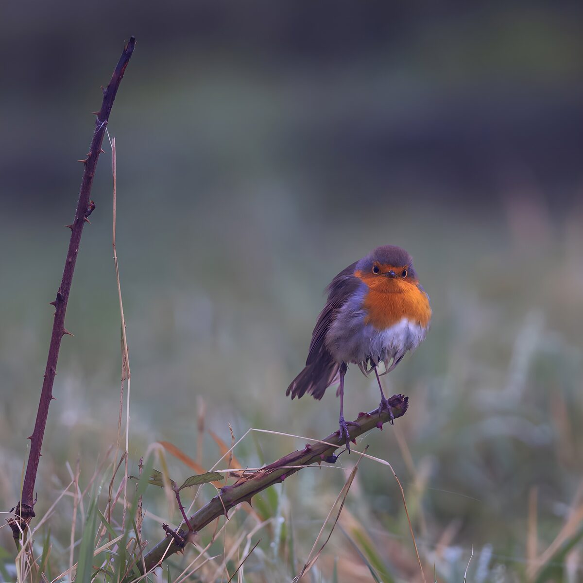 Watchful robin on a thorny branch
