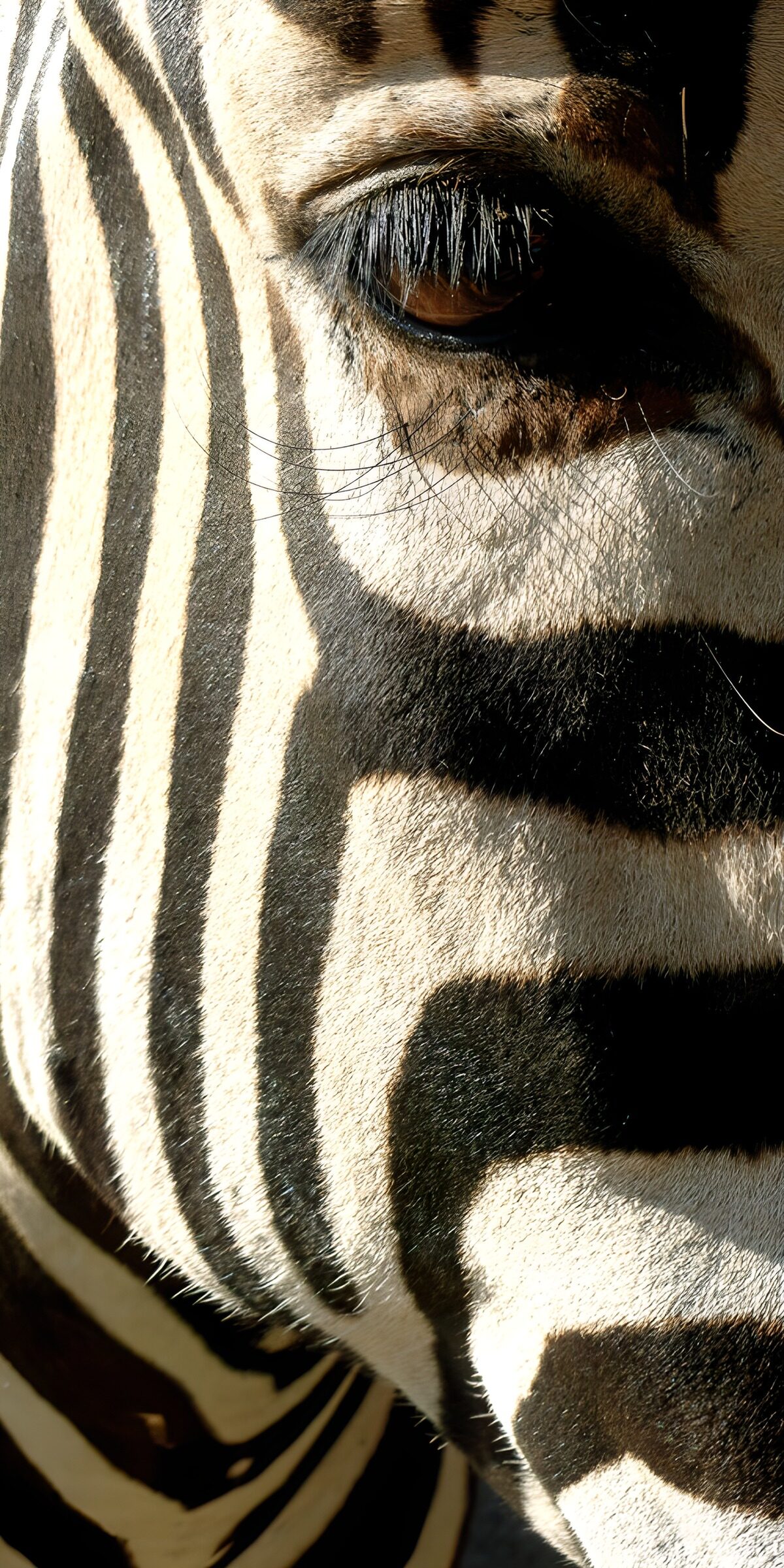 Zebra face in light and shadow