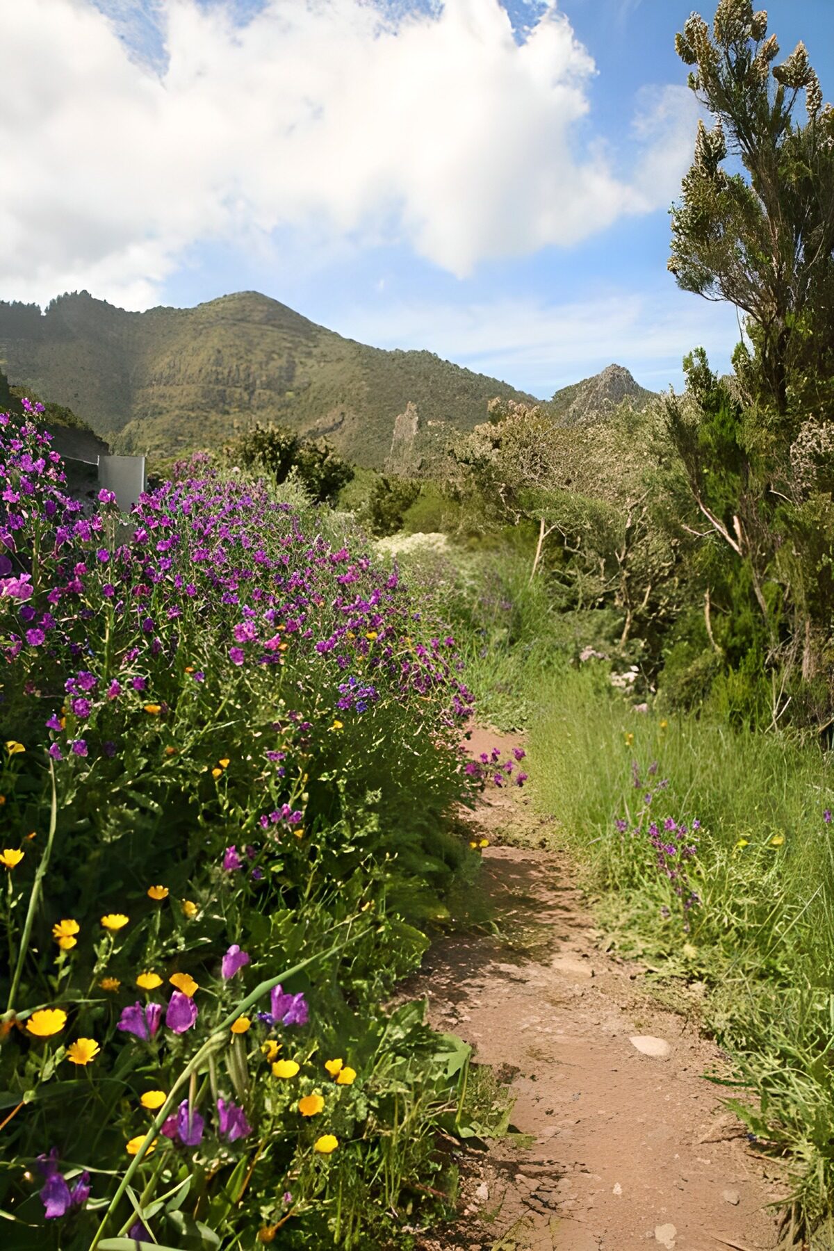 Flower-lined path towards green mountains