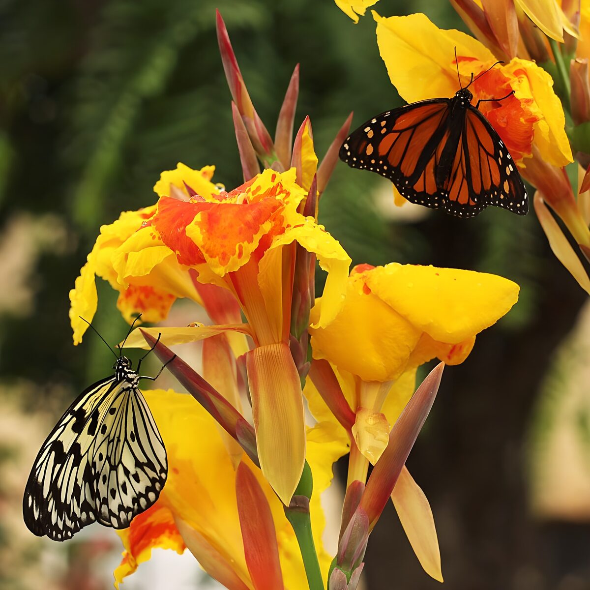 Two butterflies on golden canna flowers