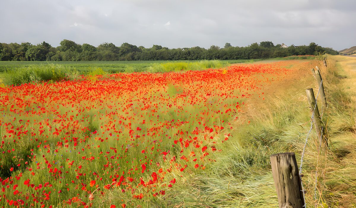 Red poppy field beside a wire fence