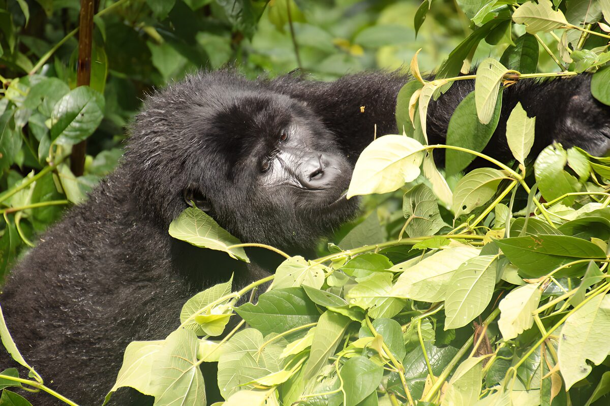 Gorilla behind sunlit green leaves