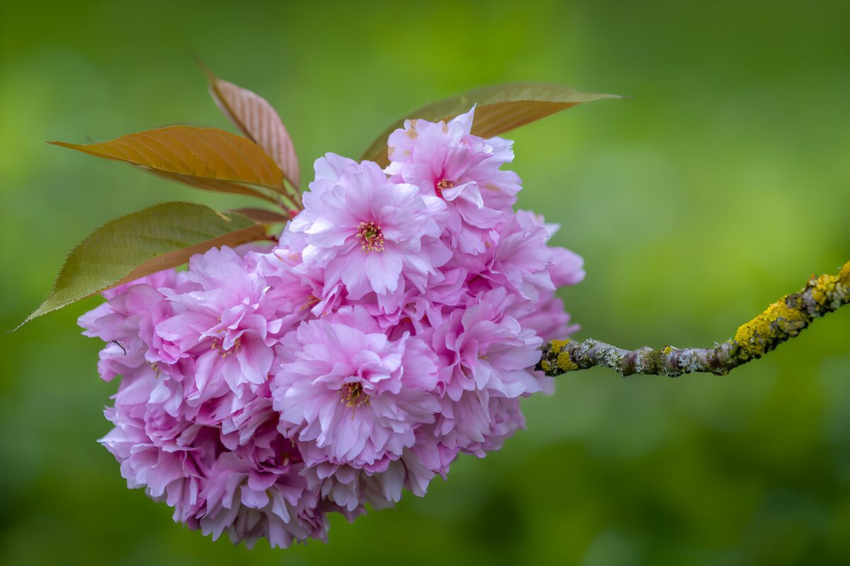 Pink cherry blossom in soft daylight