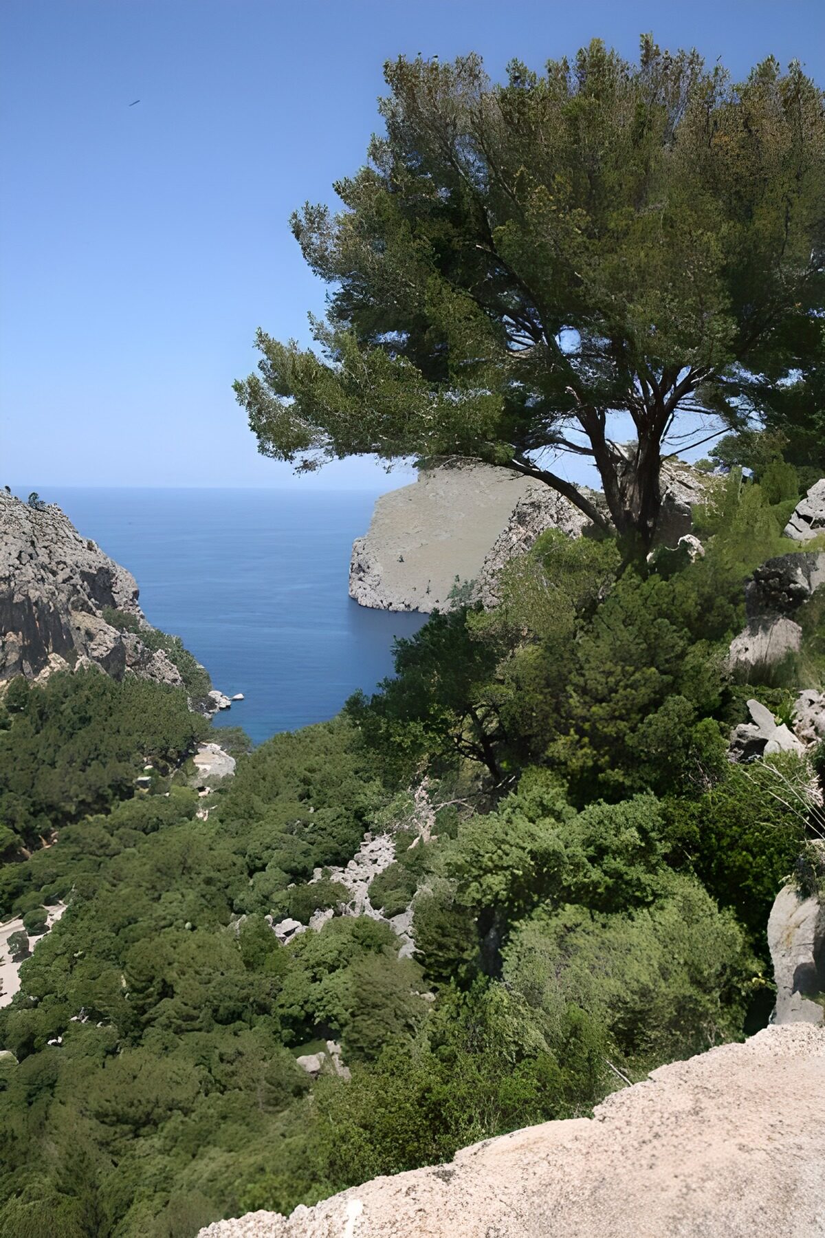 Pine and cliffs above a sunlit bay