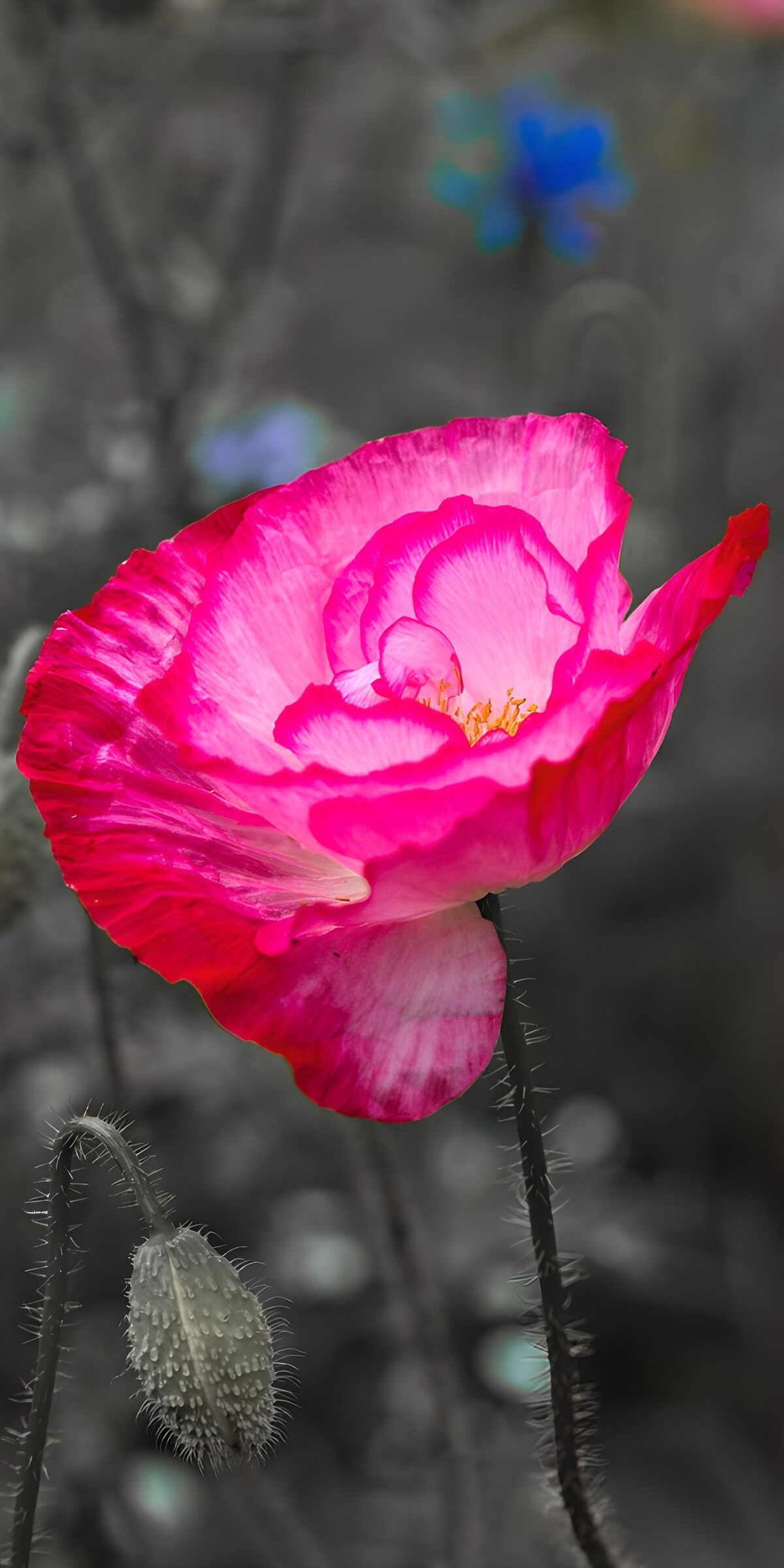 Sunlit pink poppy and a drooping bud