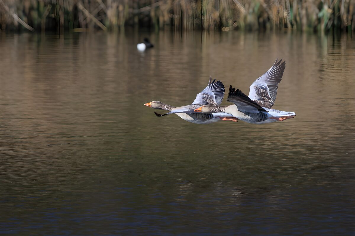 Two greylag geese flying low