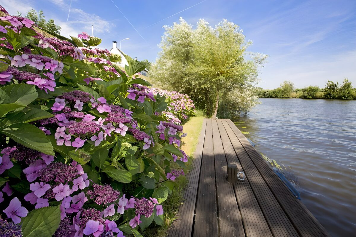 Summer hydrangeas beside a wooden jetty