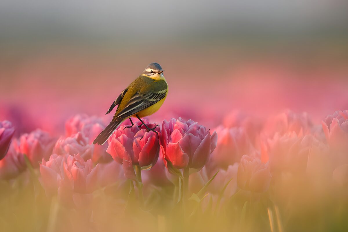 Yellow wagtail resting on a pink tulip