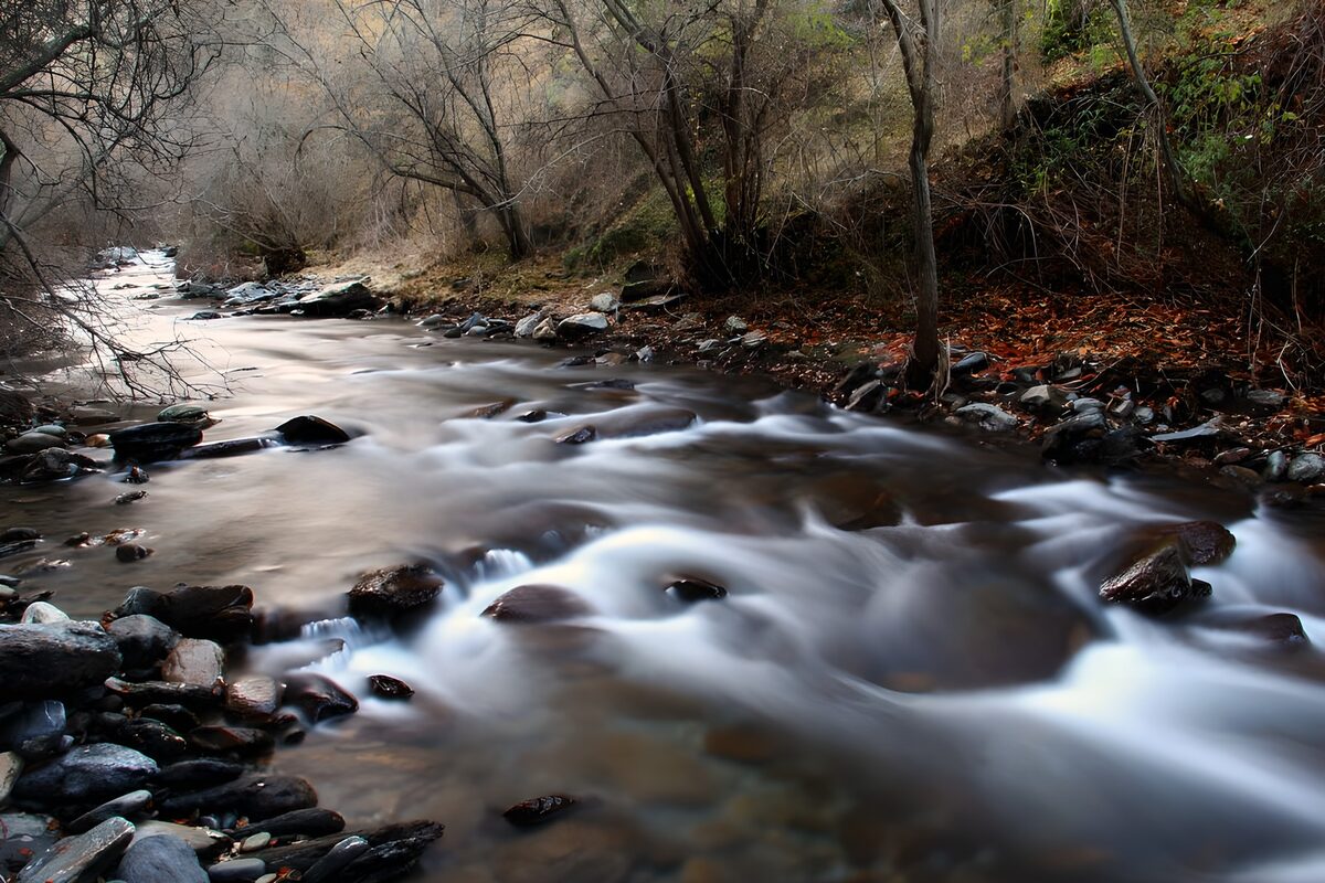 A woodland stream woven in silver