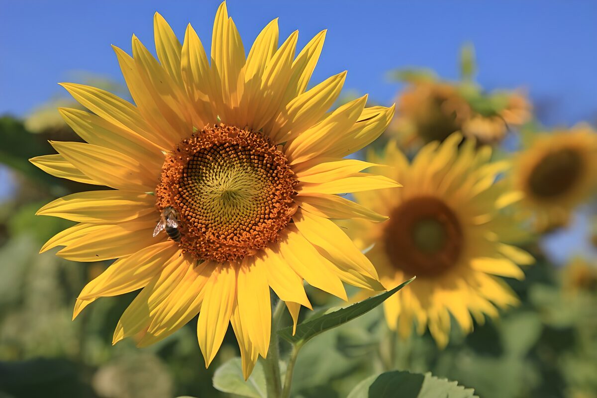 Sunflower and bee in the sunshine