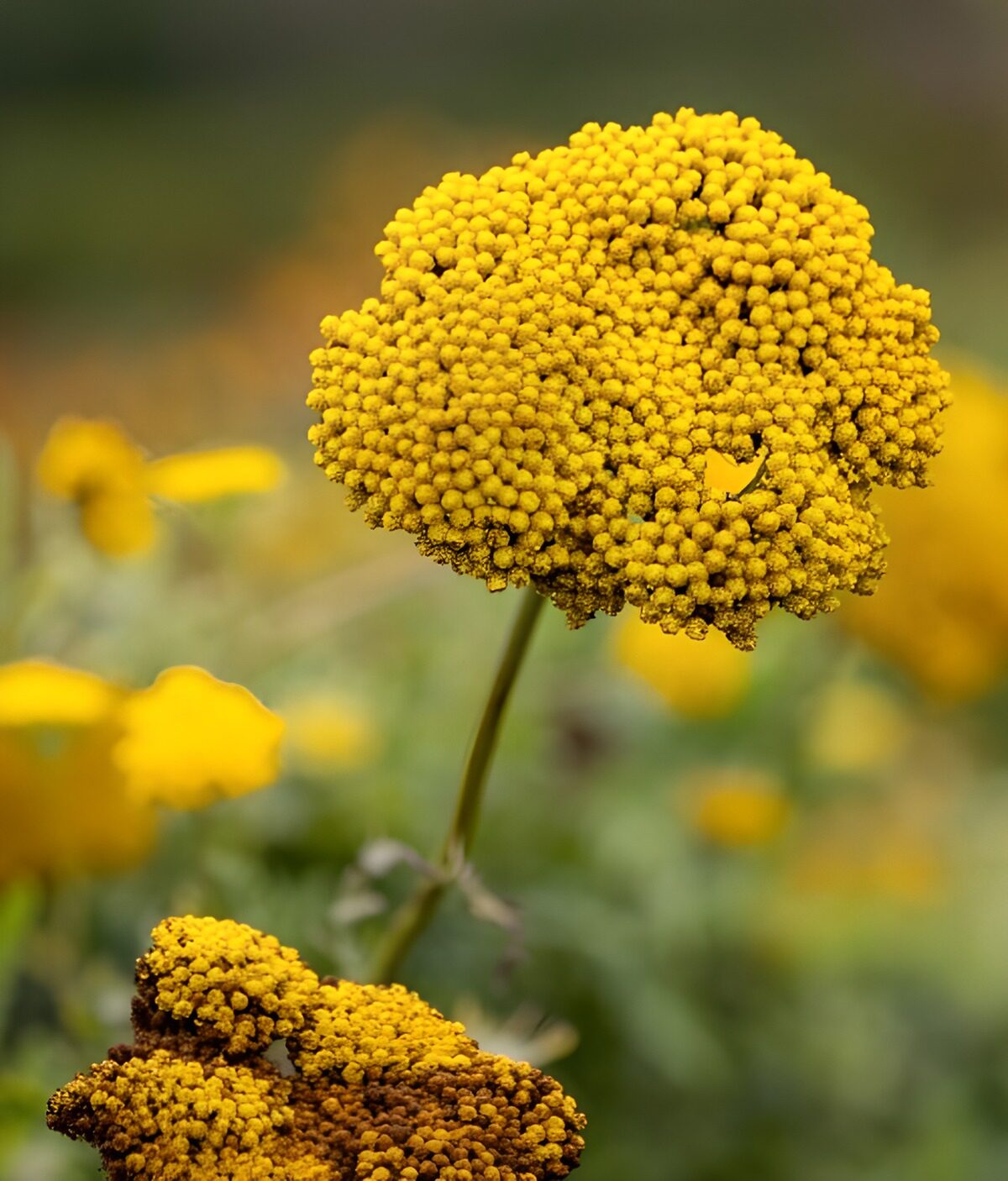 Yellow flower clusters in gentle light