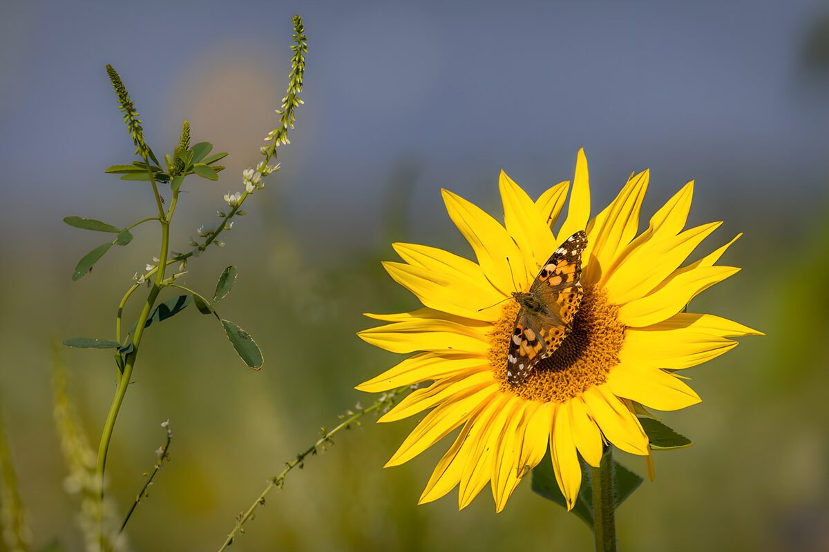Butterfly on a sunlit sunflower