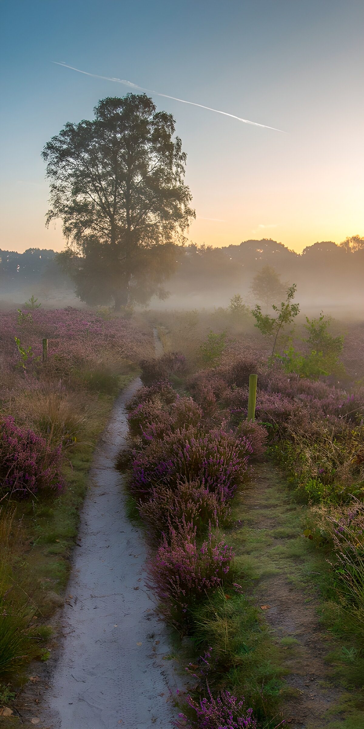 Heather and a winding path at dawn