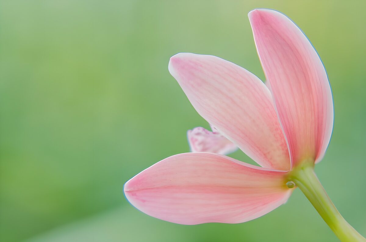 Pale pink flower against soft green