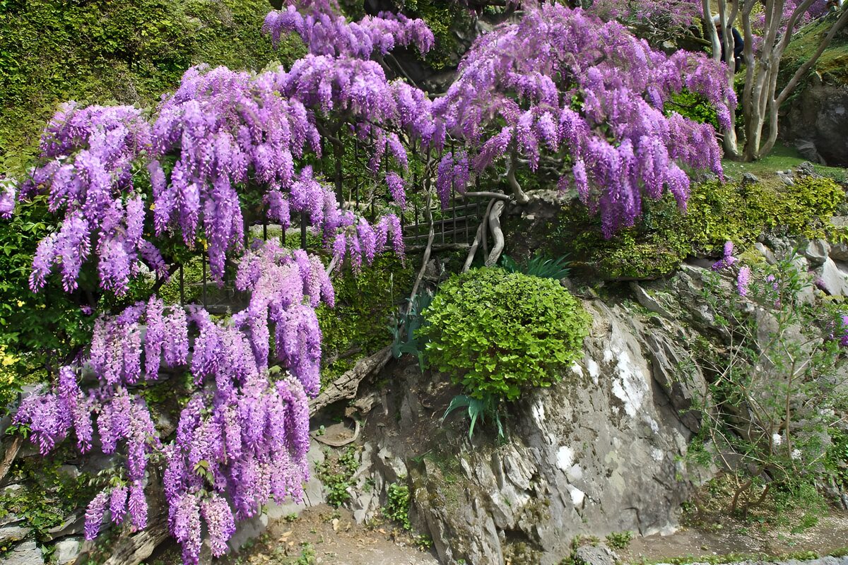 Wisteria over a sheltered rock garden