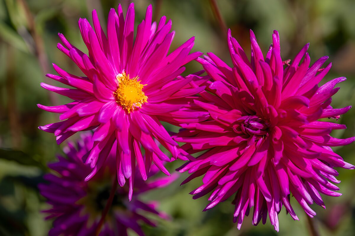 Magenta petals spilling into sunlight