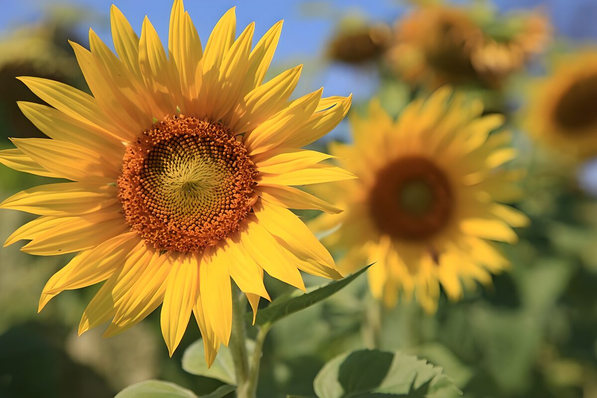 Sunflower petals holding the sunlight