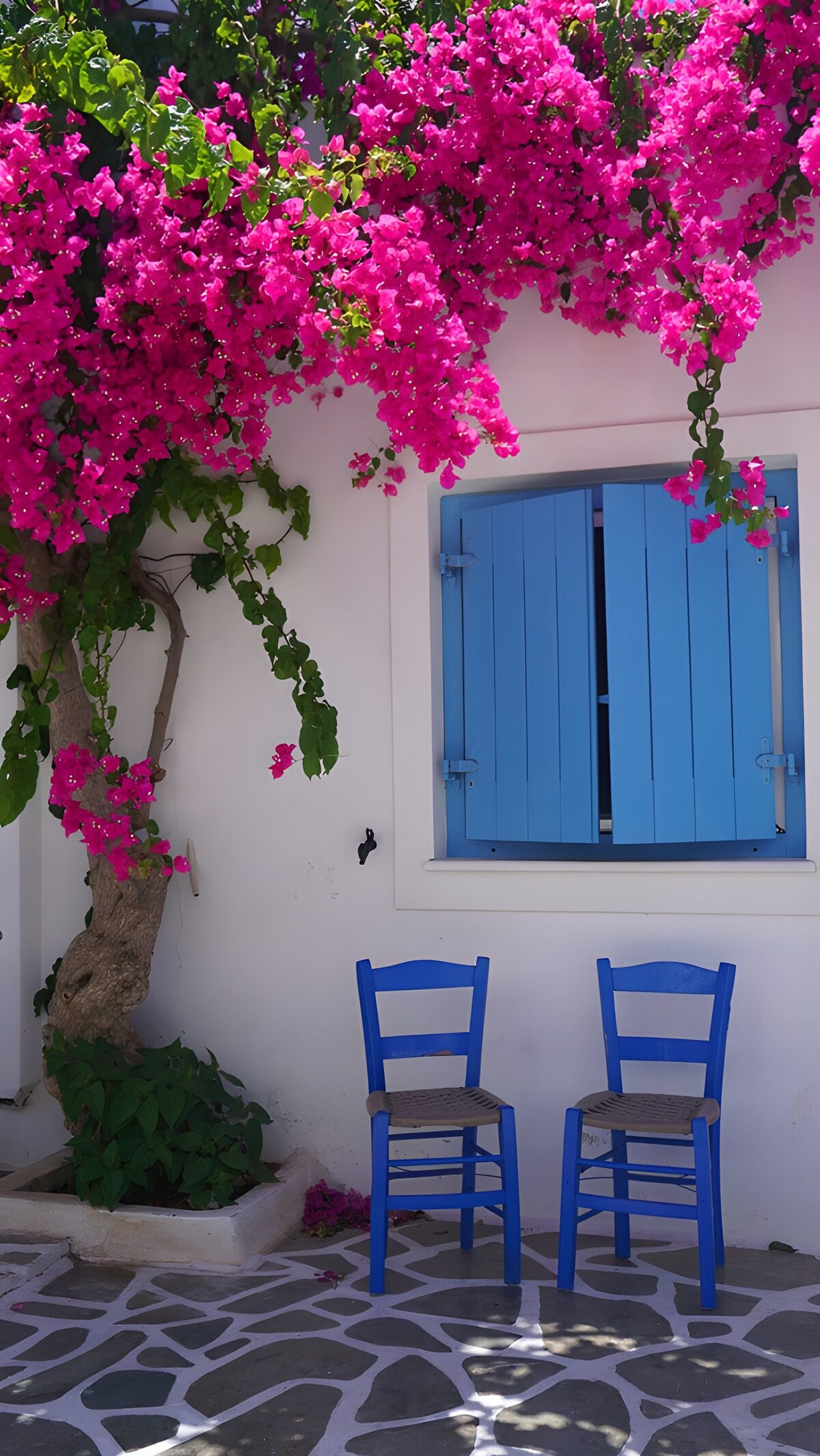 Blue chairs beneath sunlit bougainvillea