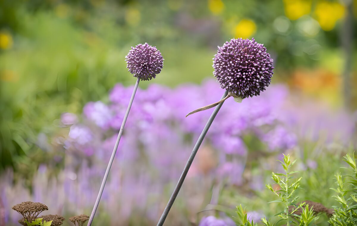 Purple alliums afloat in green