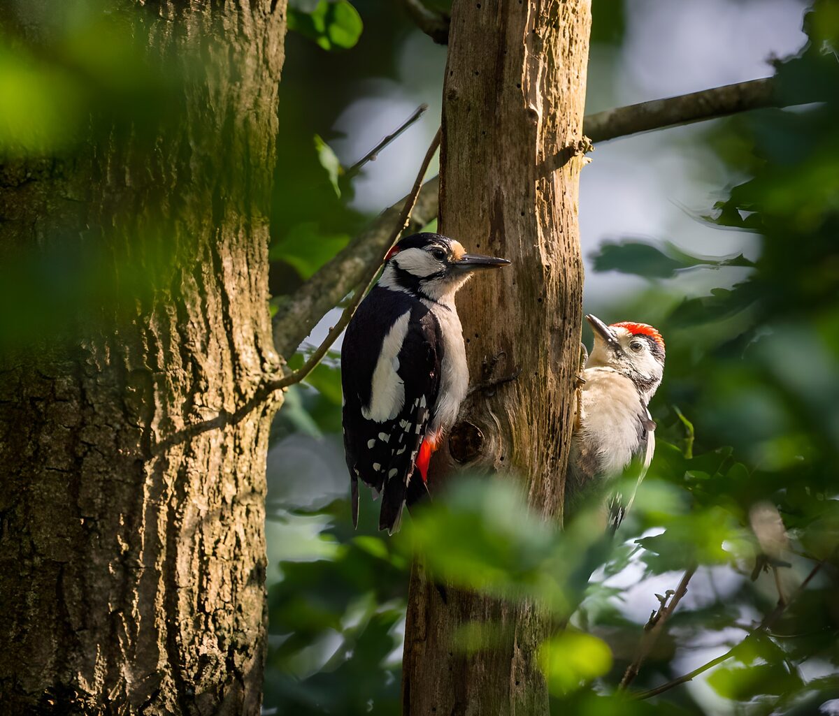 GCUK73963