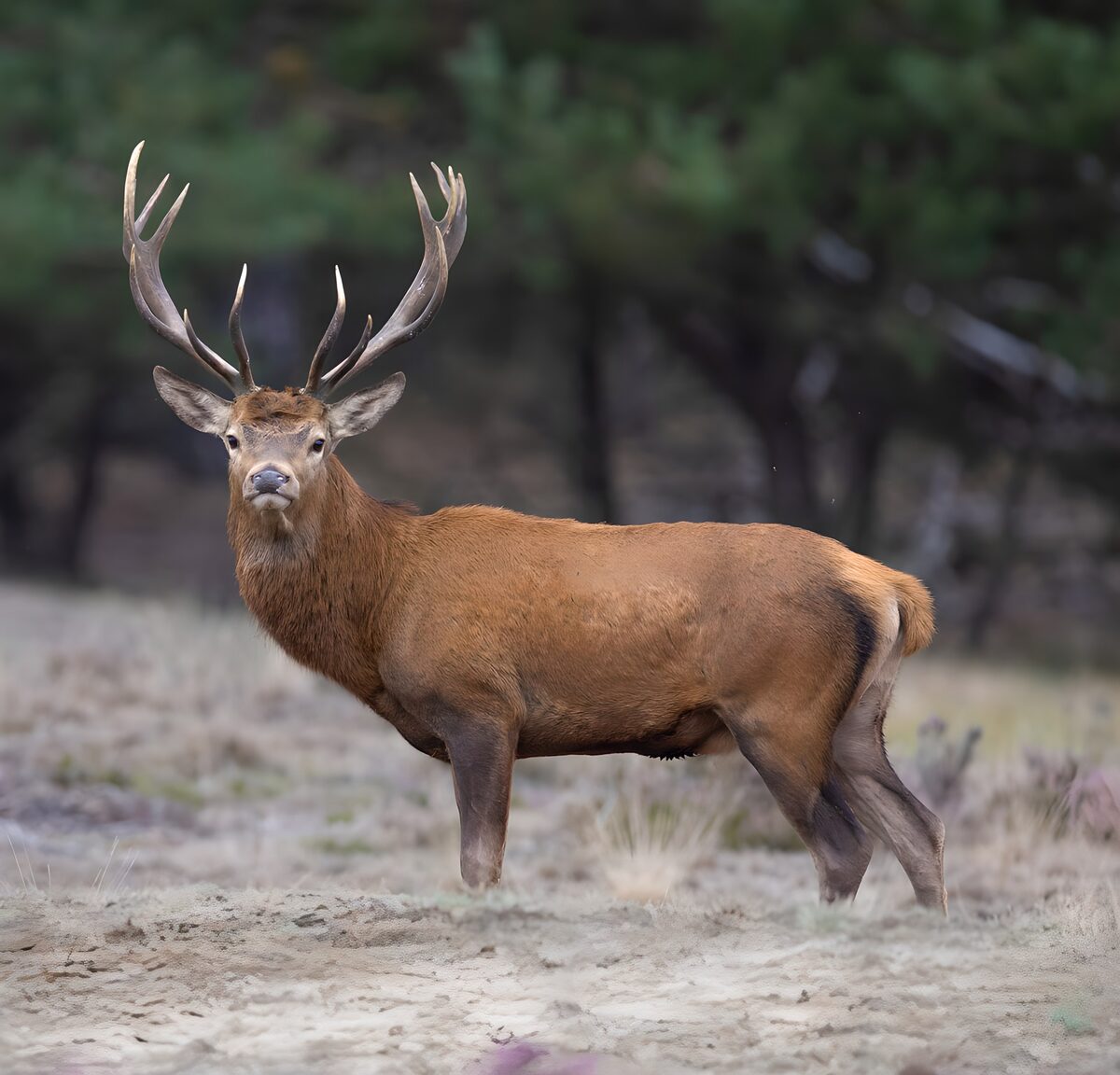 Watchful red deer on pale sand