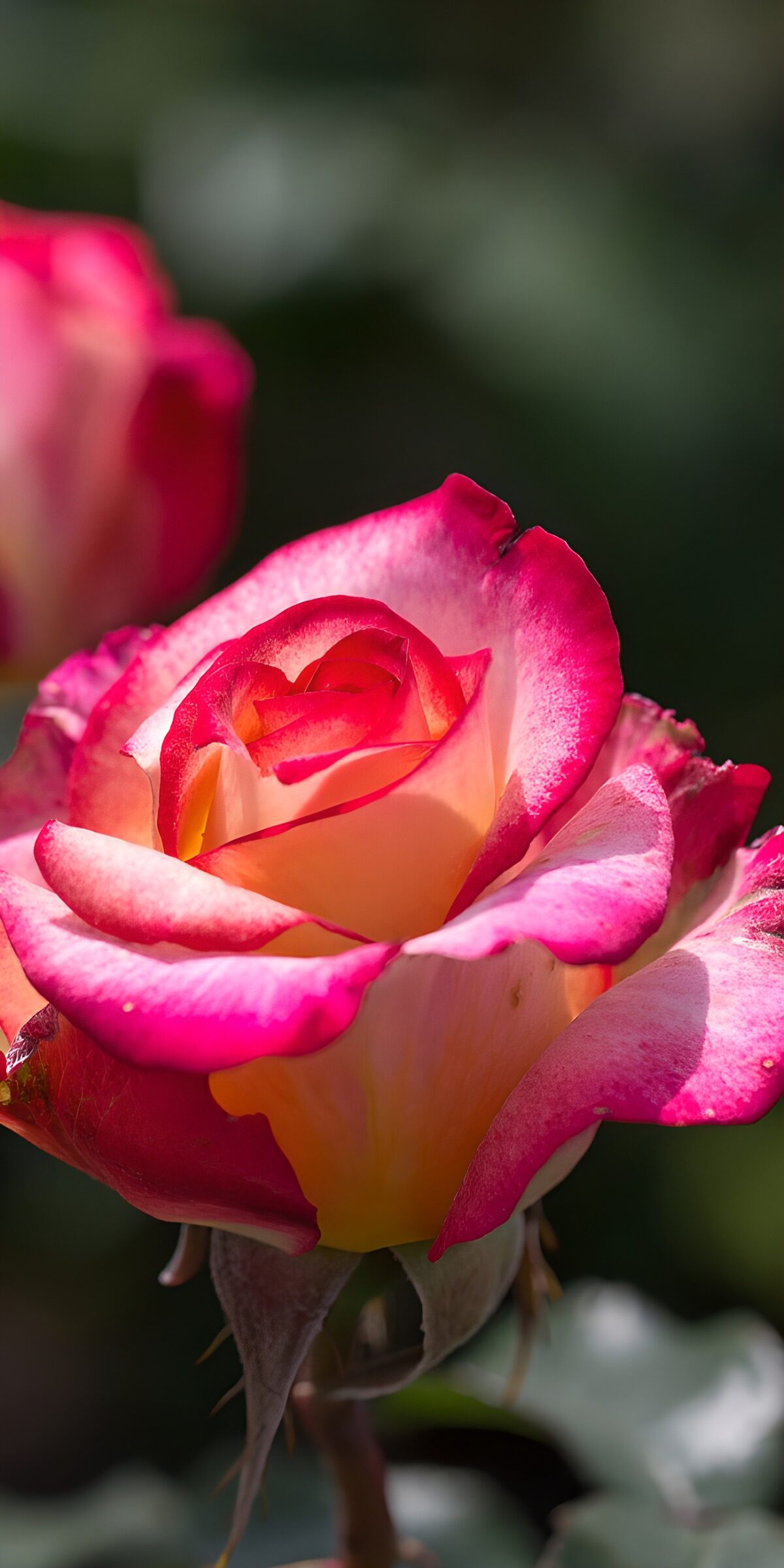 Pink-edged yellow rose in warm sunlight